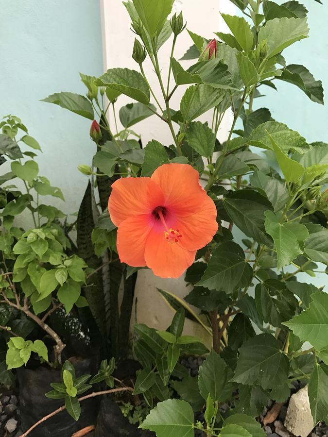 Samoana Boutique Hotel 阿皮亚 外观 照片